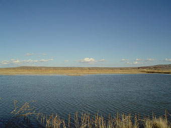 Bosque Del Apache