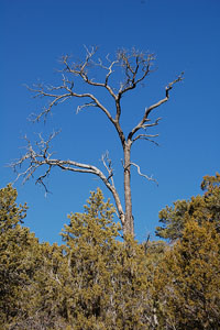 Mountain Trees